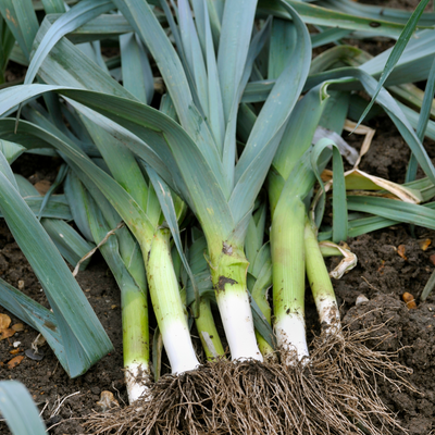 Alho francês (0,5kg)