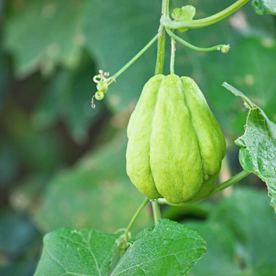 Chuchu (0,5kg)