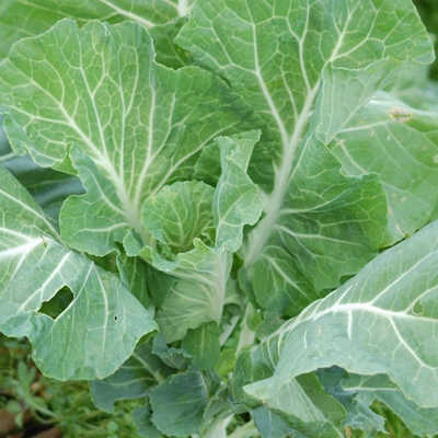 Couve penca (0,5kg)