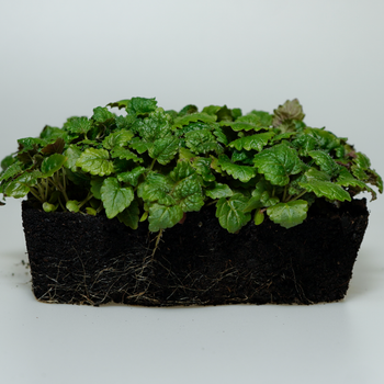 Lemon Balm