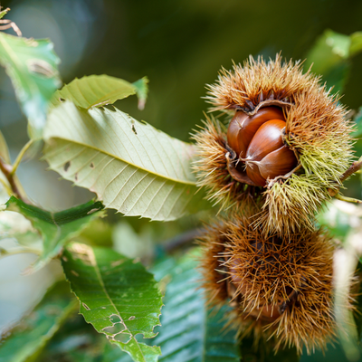 Castanha (0,4kg)
