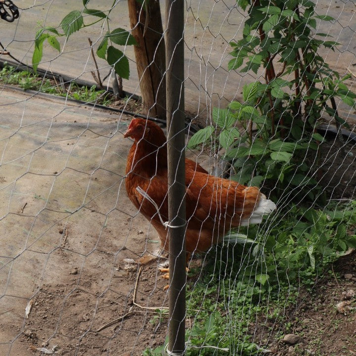 Cenário Esquerda