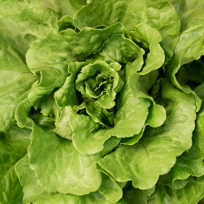 Alface (0,4kg)
