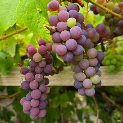 Uva (0,5kg)
