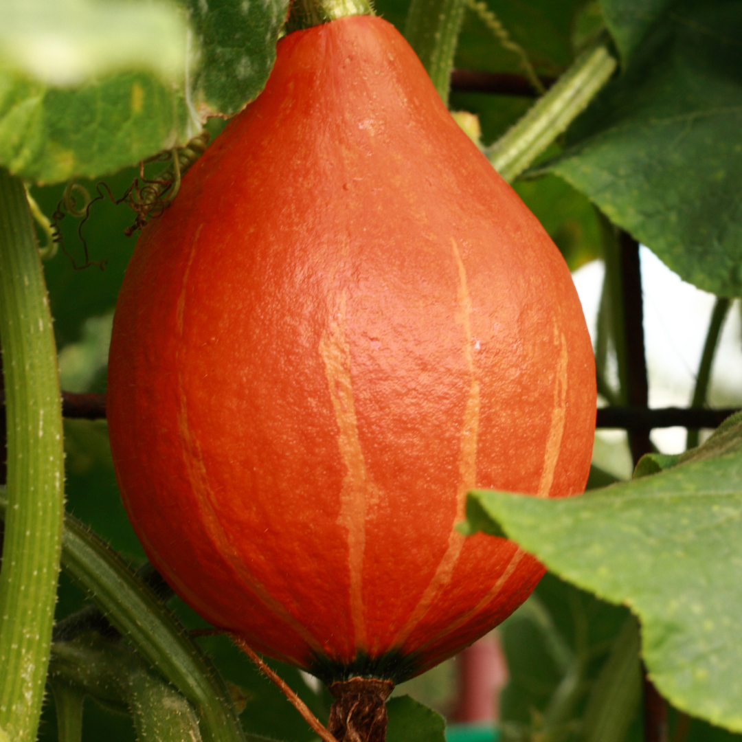 Abóbora hokaido (0.8kg)