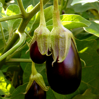 Beringela (0,4kg)