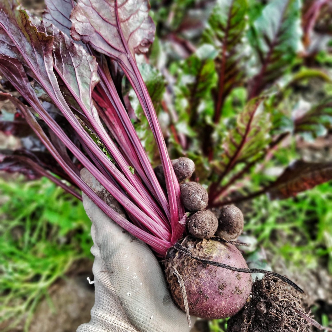 Beterraba c/ rama (molho)