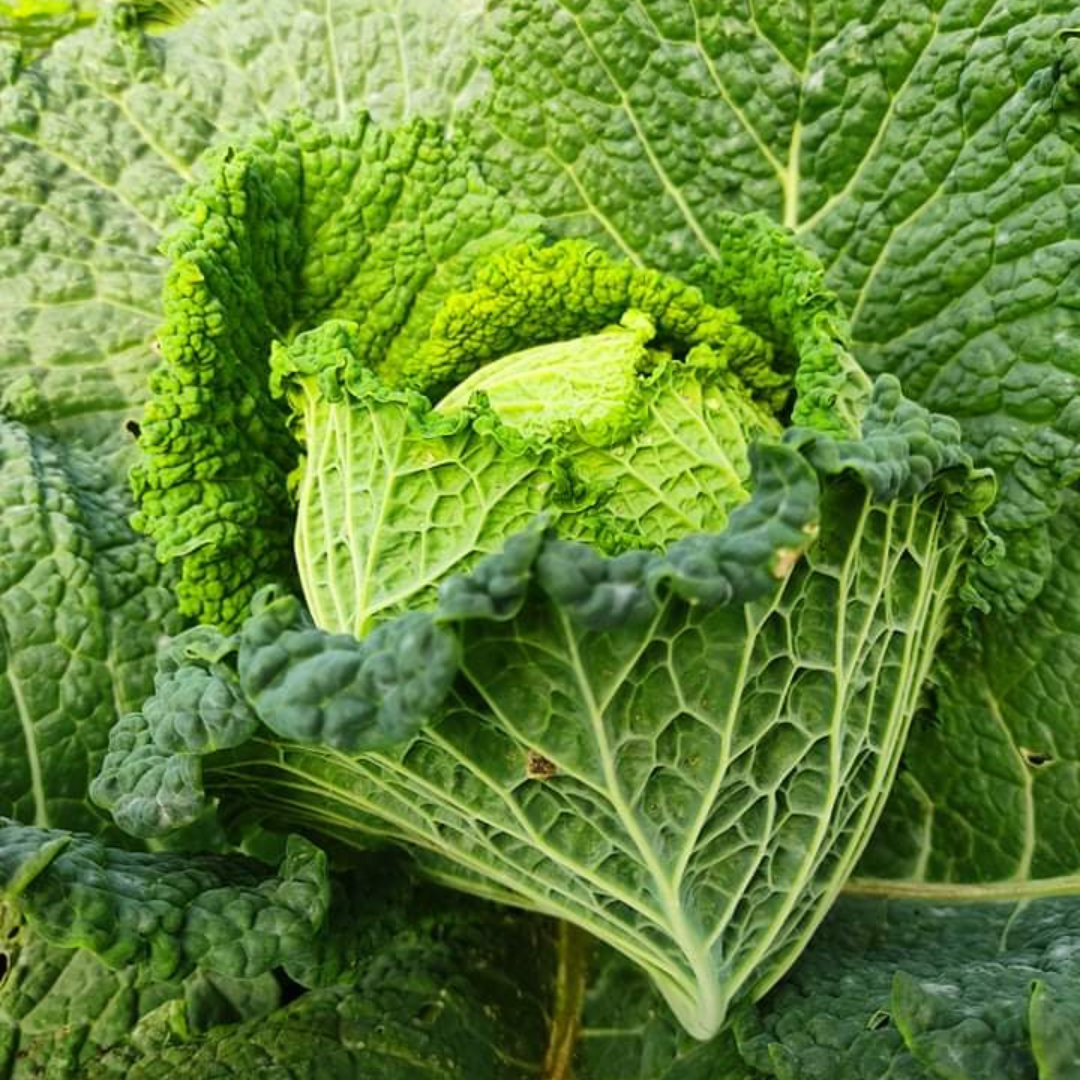 Couve lombarda (1kg)