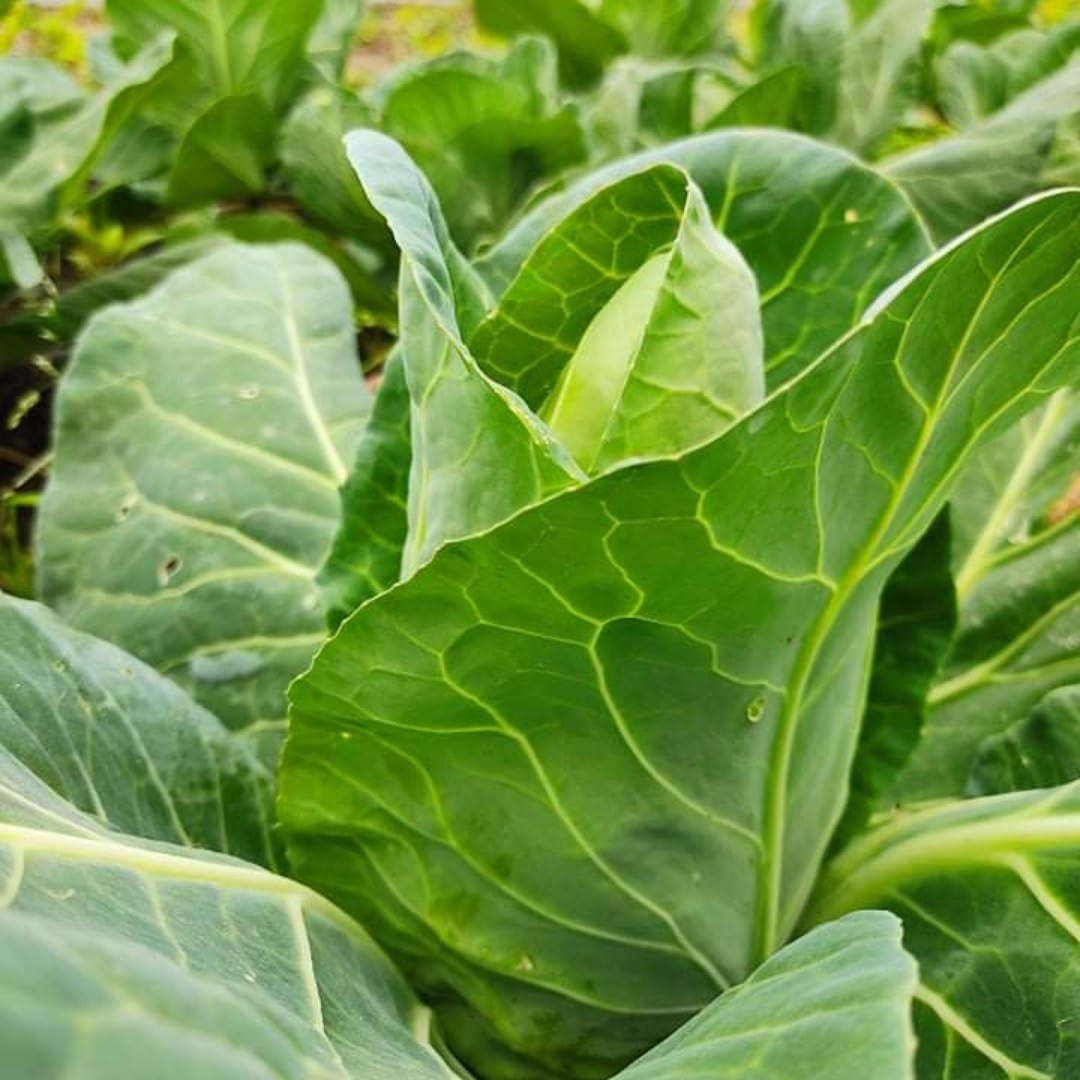 Couve coração (0.8kg)