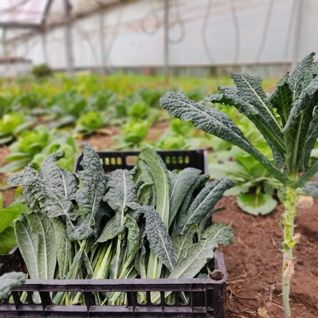 Couve toscana (0,5kg)