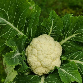 Couve flor (1kg)