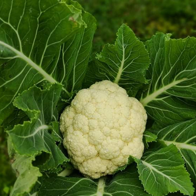 Couve flor (0,8kg)