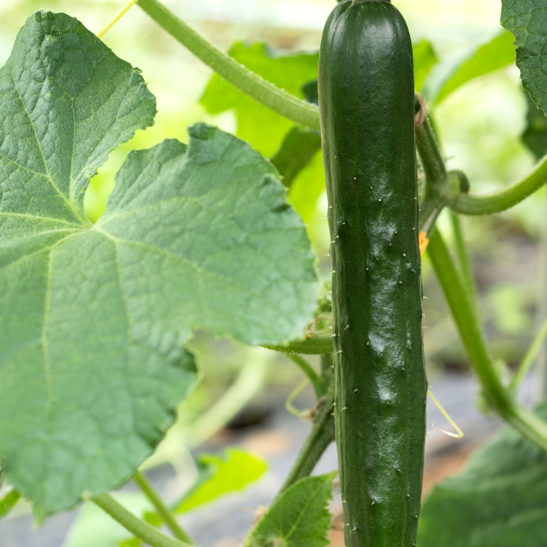 Pepino (0,5kg)
