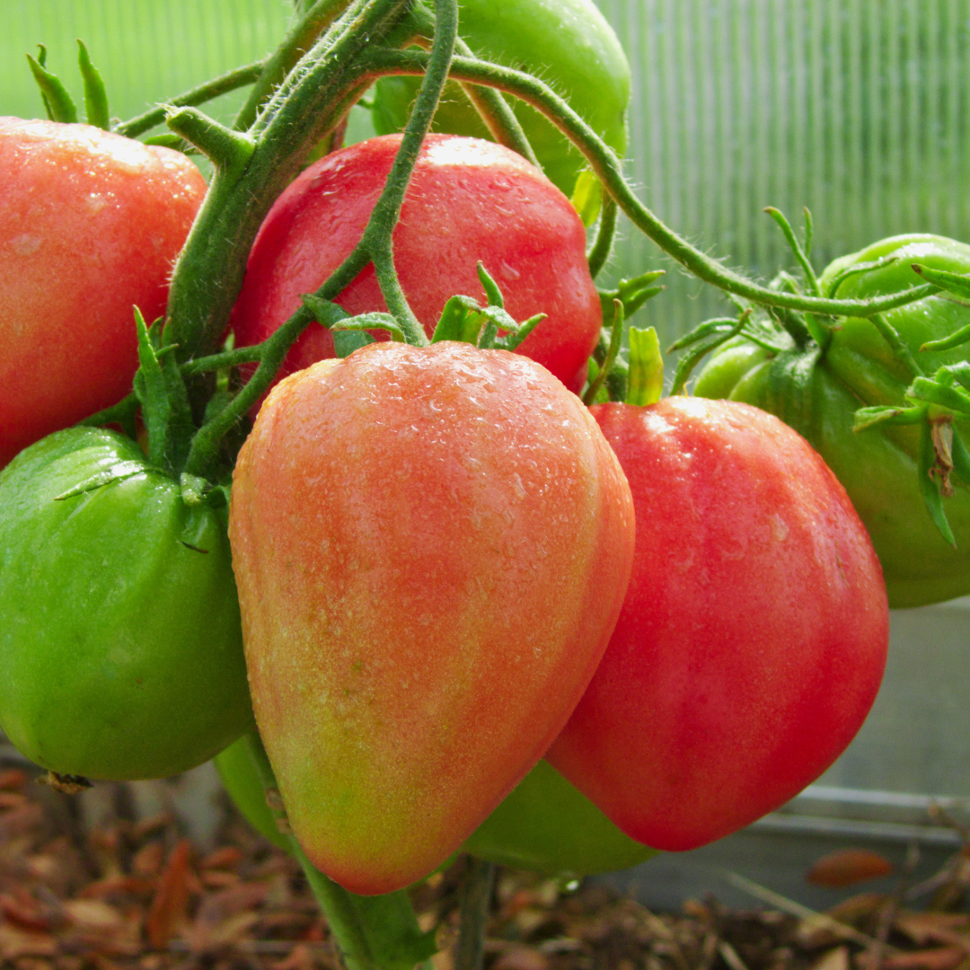 Tomate coração de boi (0,5kg)
