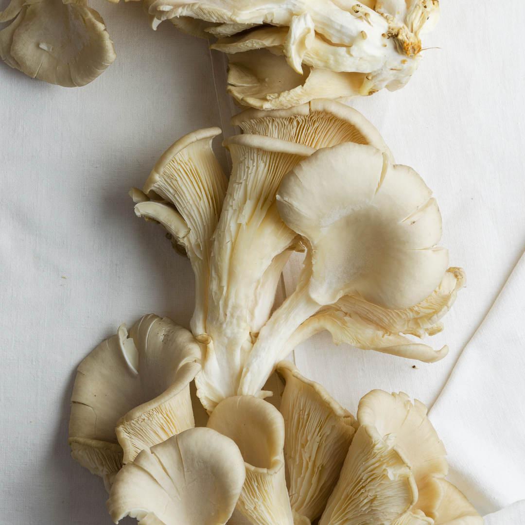 Cogumelo pleurotus (0,25kg)