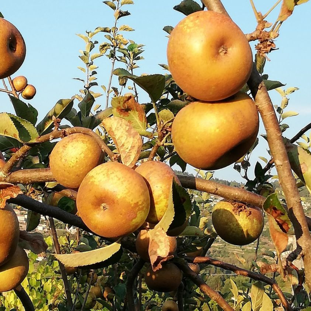 Maça reineta (0,5kg)