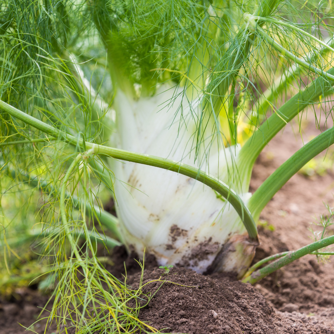 Cabeça de funcho (0,3kg)