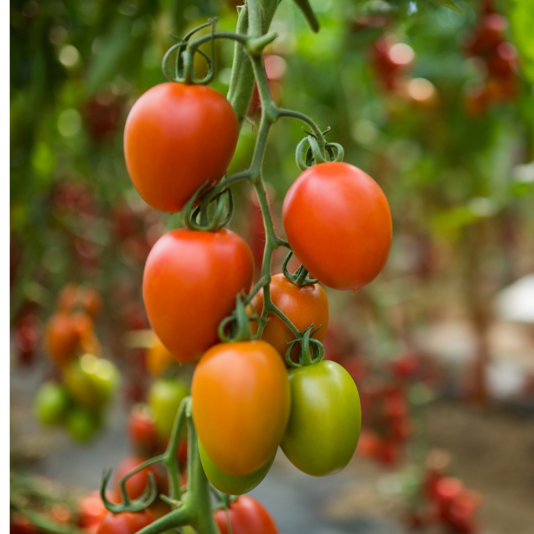 Tomate chucha (0,5kg)