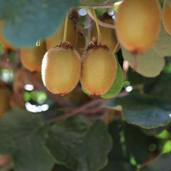 Kiwi amarelo (0,5kg)