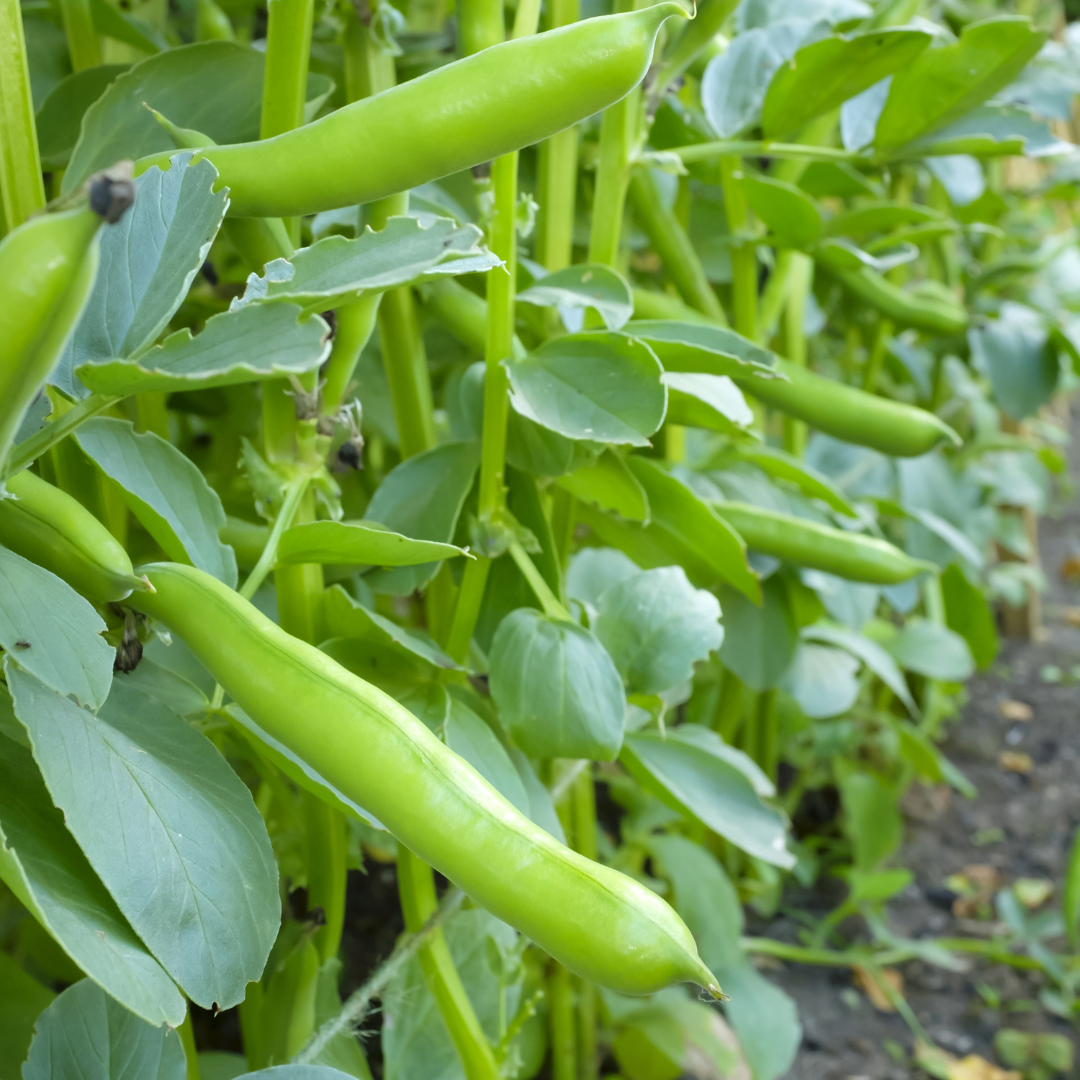 Fava (1kg)
