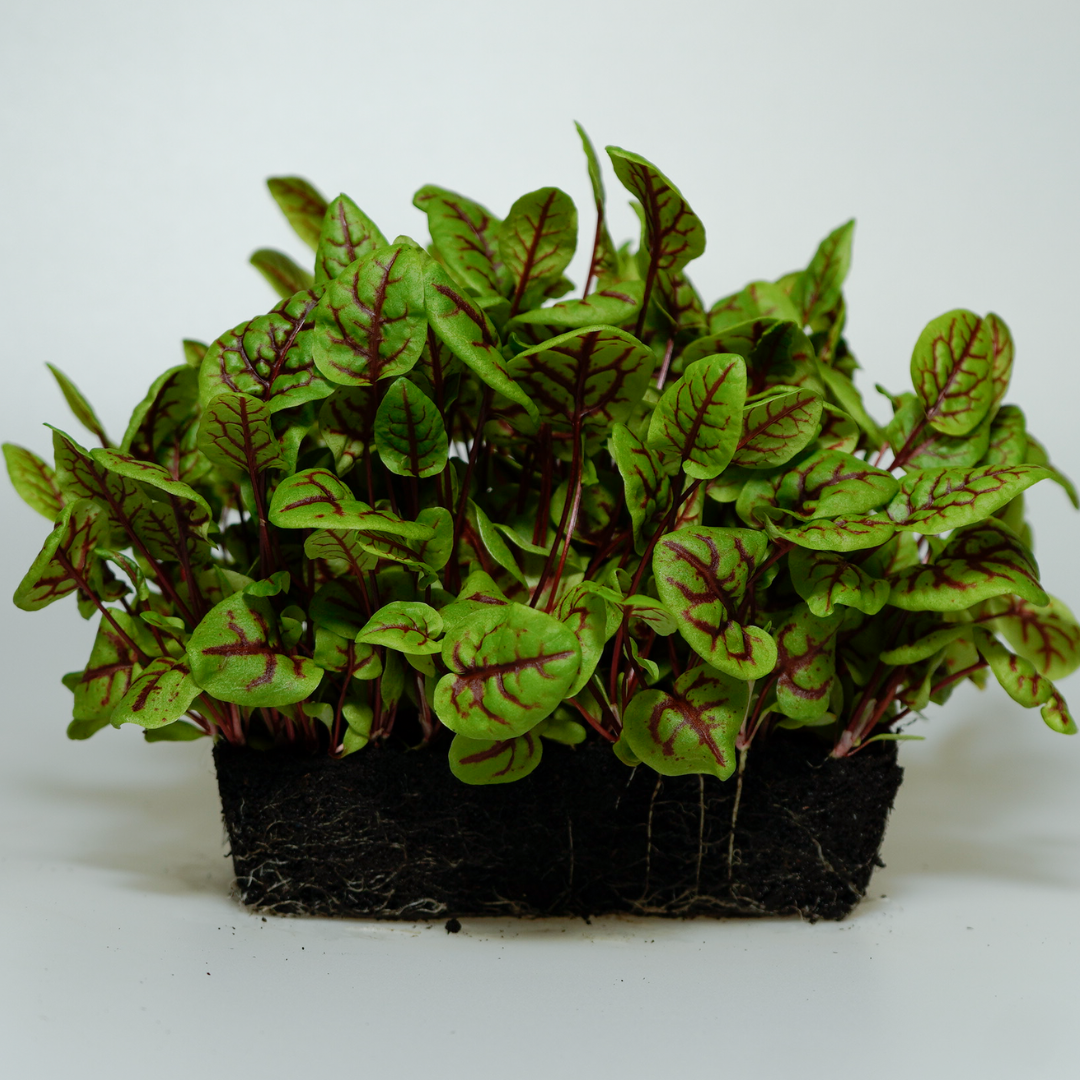Sorrel