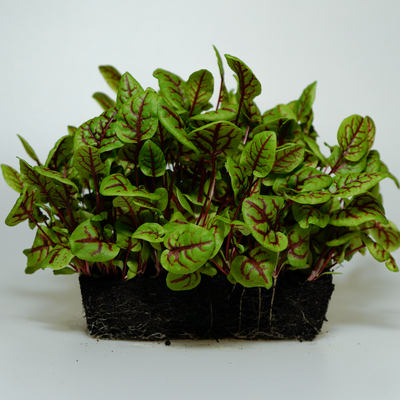 Sorrel