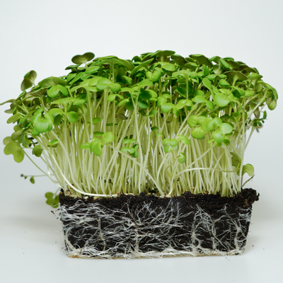 Rabanete Daikon