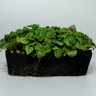 Lemon Balm