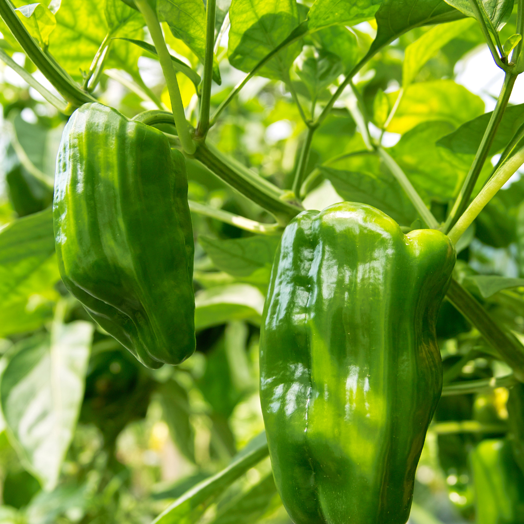 Pimento verde (0,5kg)