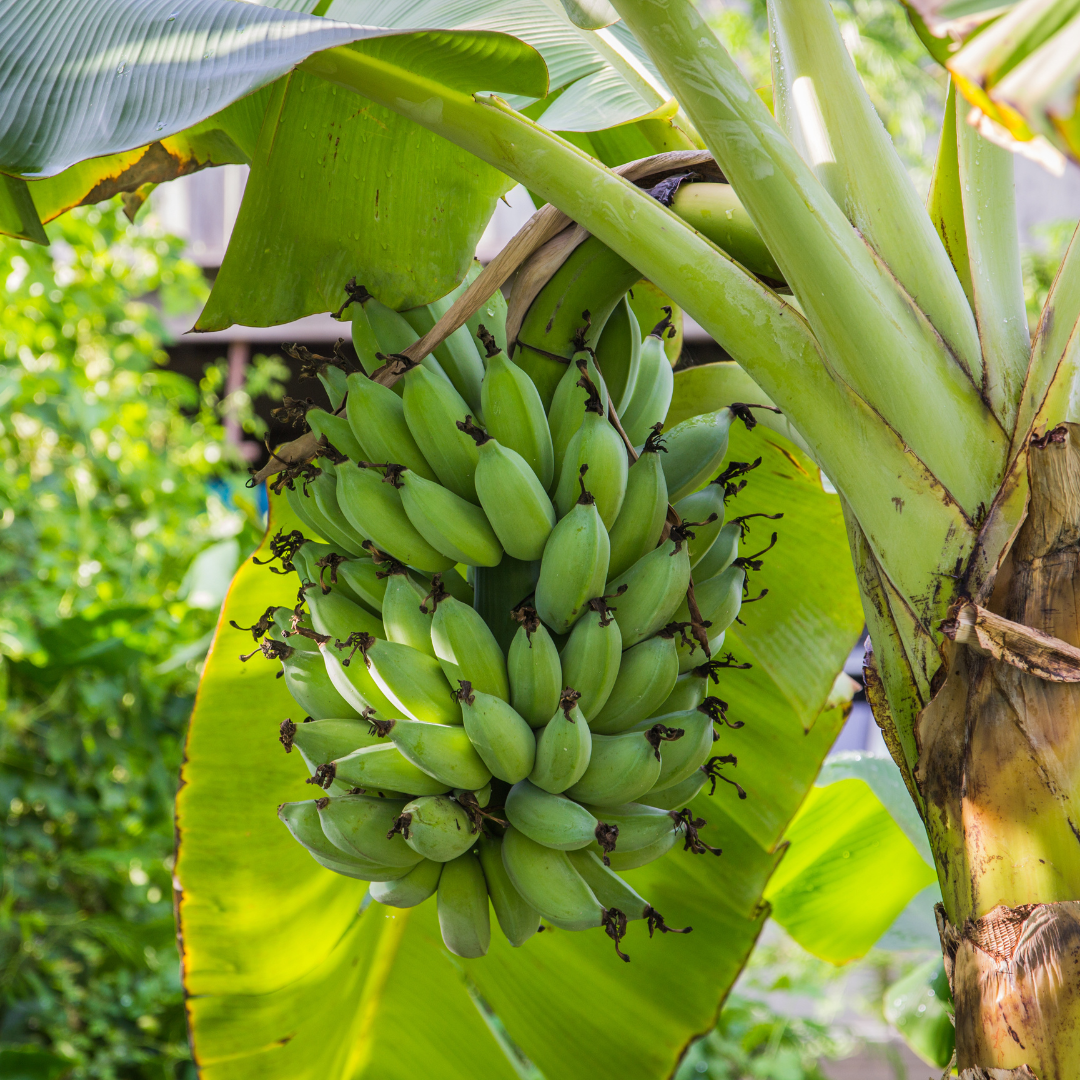 Banana da madeira (0,5kg)