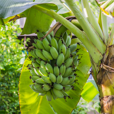 Banana (0,5kg)