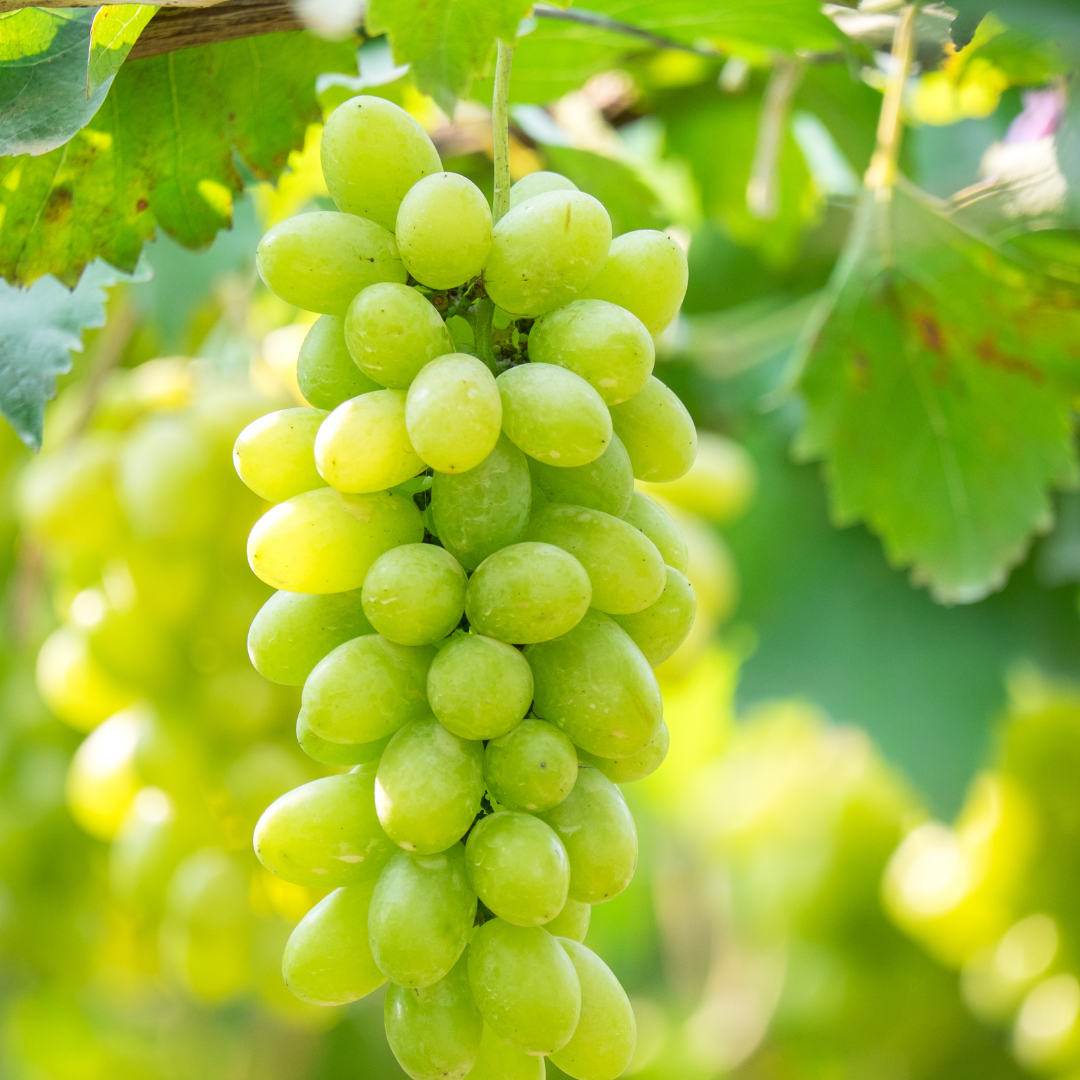 Uva s/ graínha (0,4kg)