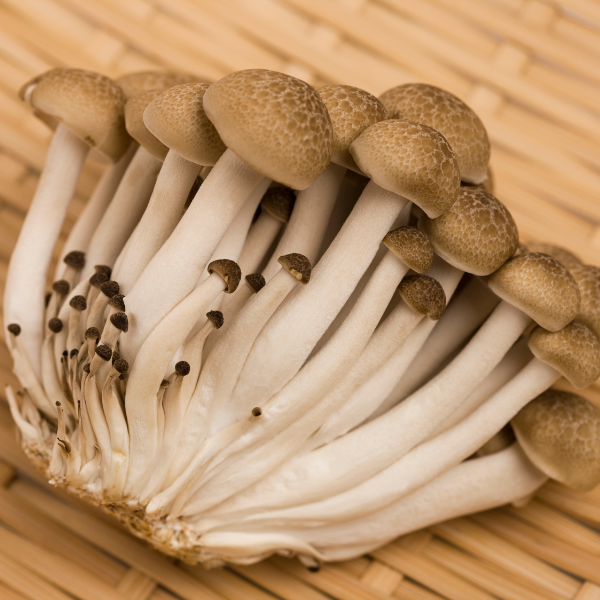 Cogumelo shimeji marron (0,15kg)