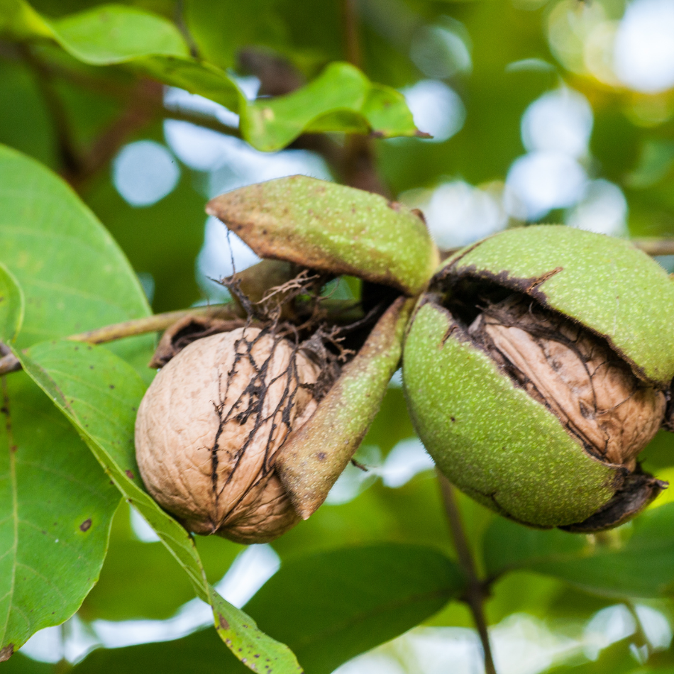 Noz c/ casca (0,5kg)