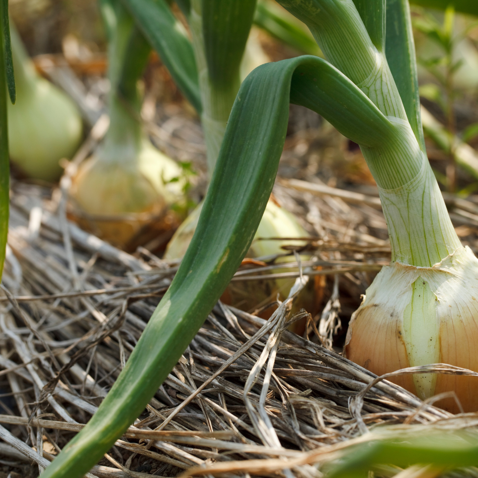 Cebola branca nova (1kg)