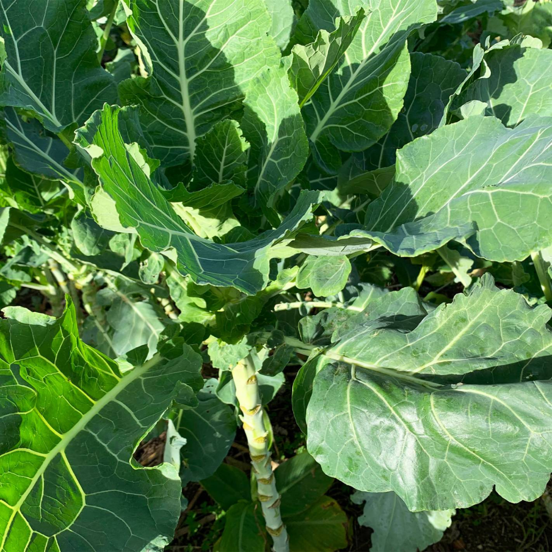 Couve galega (0,5kg)