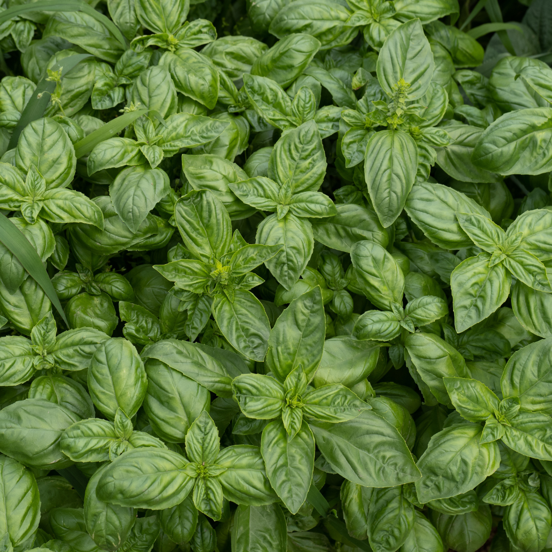 Aromática - Manjericão (0,03kg)