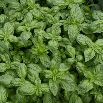 Aromática - Manjericão (0,03kg)