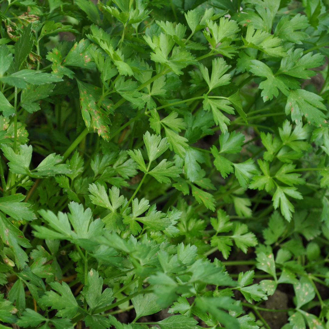 Aromática - Salsa (0,03kg)