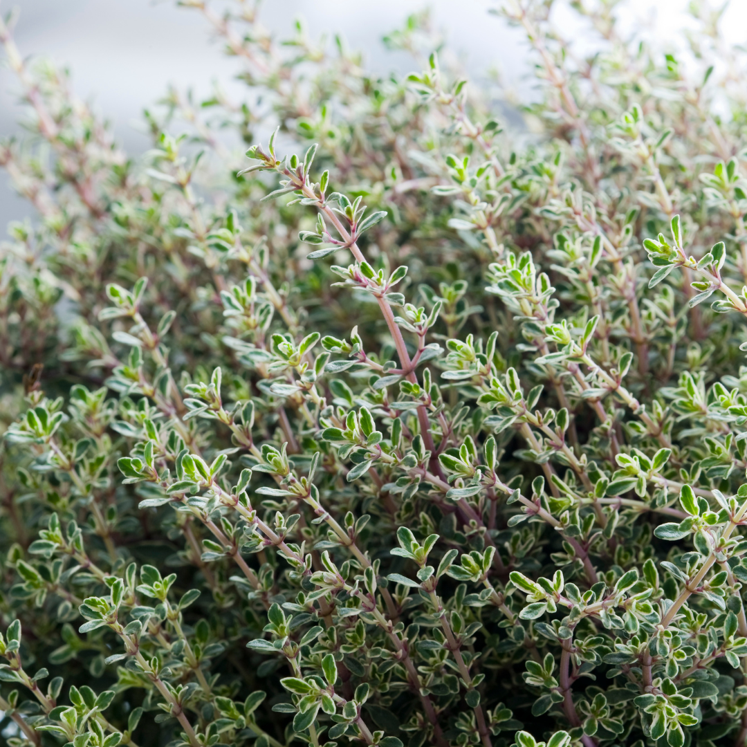 Aromática - Tomilho (0,03kg)