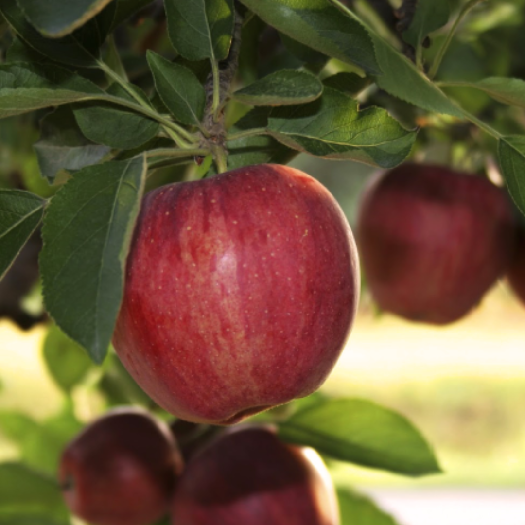 Maçã starking (0,5kg)