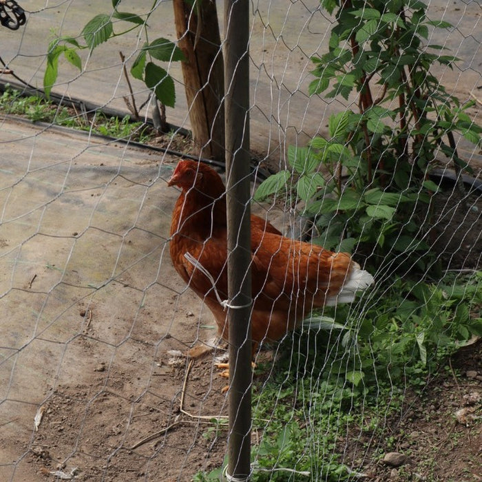 Cenário Mobile