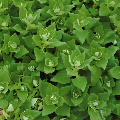 Espinafre (molho)