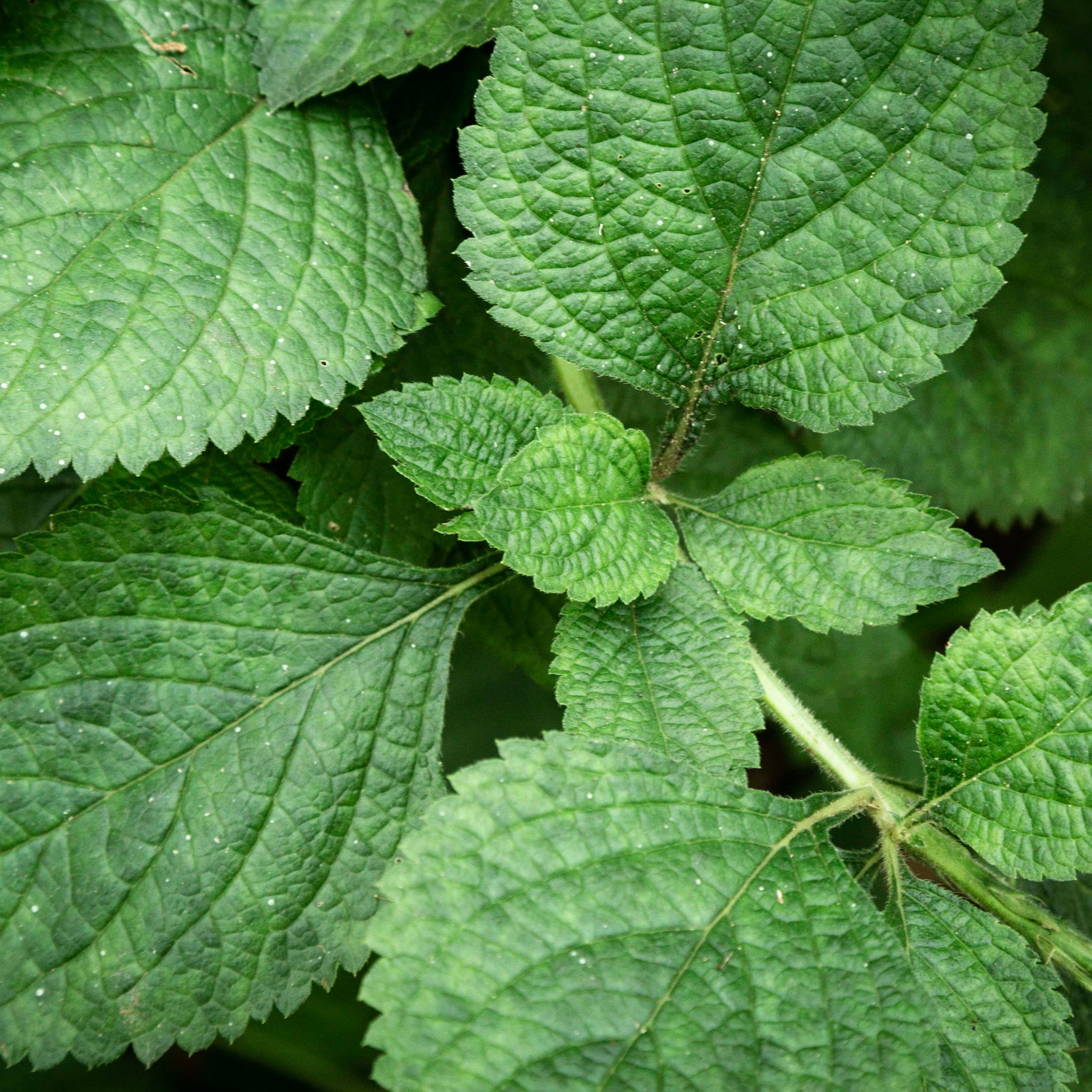 Aromática - Hortelã (0,03kg)